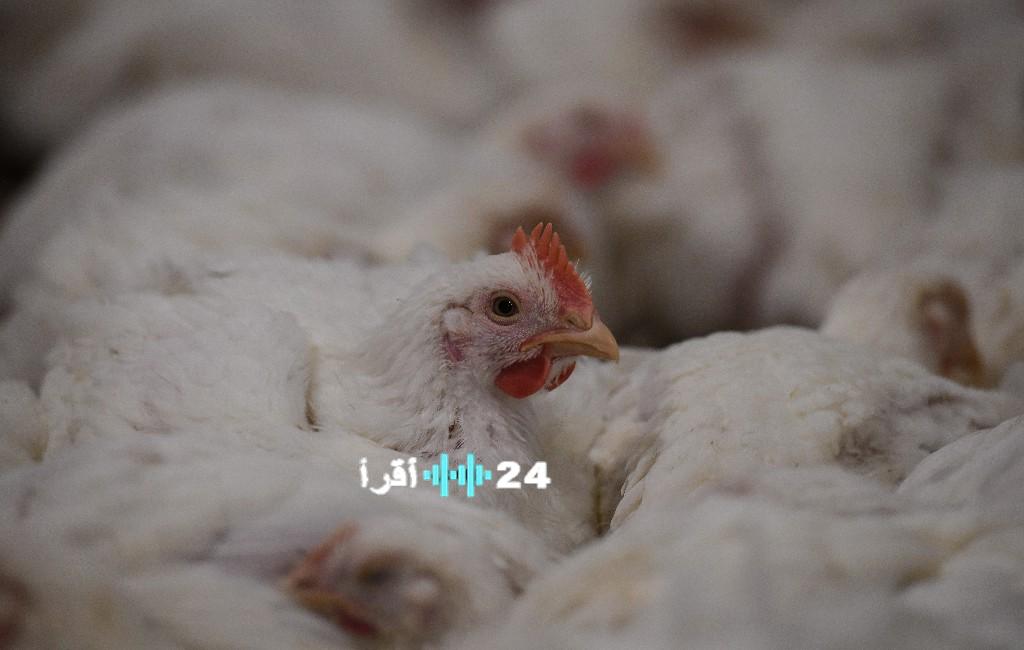 «أسعار الدواجن والبيض تسجل تغيرات ملحوظة» أسعار الفراخ والبيض اليوم 28 فبراير 2026 في الأسواق وبورصة المزارع