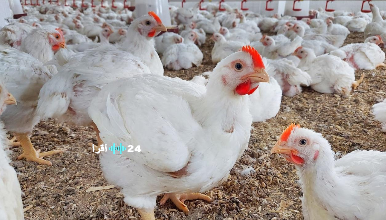 أسعار الفراخ البيضاء والساسو اليوم الإثنين في مصر 2026.. تحديث أسعار الدواجن والبيض بالأسواق الشعبية