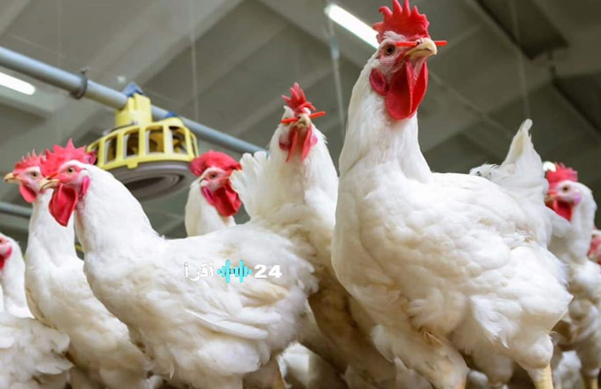 أسعار الفراخ اليوم في الأسواق المصرية.. تحديث جديد لأسعار الدواجن والكتاكيت