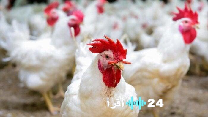 بورصة الدواجن تكشف أسعار الفراخ البيضاء والبلدي في 16 مارس 2026