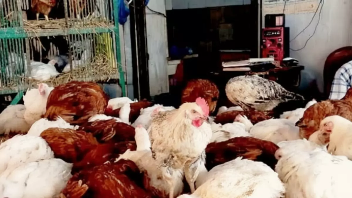 أسعار الدواجن في أسوان تسجل ارتفاعًا ملحوظًا مع وصول الفراخ البيضاء إلى 85 جنيهاً والحمام إلى 220 جنيهاً