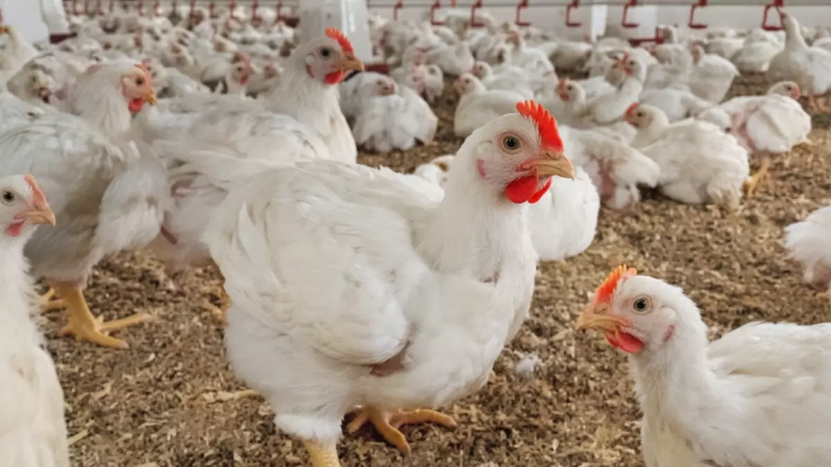 ارتفاع غير مسبوق في أسعار الفراخ خلال رمضان رغم وفرة الإنتاج وتأثير التجار على ميزانيات المصريين