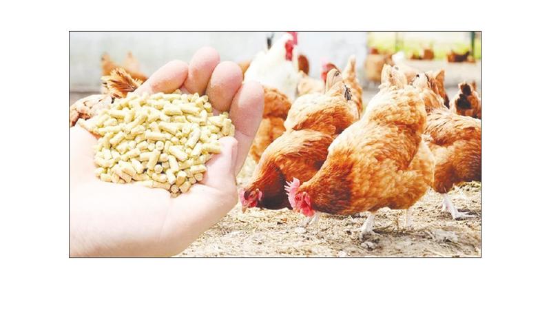 مزارعون يعبرون عن استيائهم من زيادة تكلفة الأعلاف