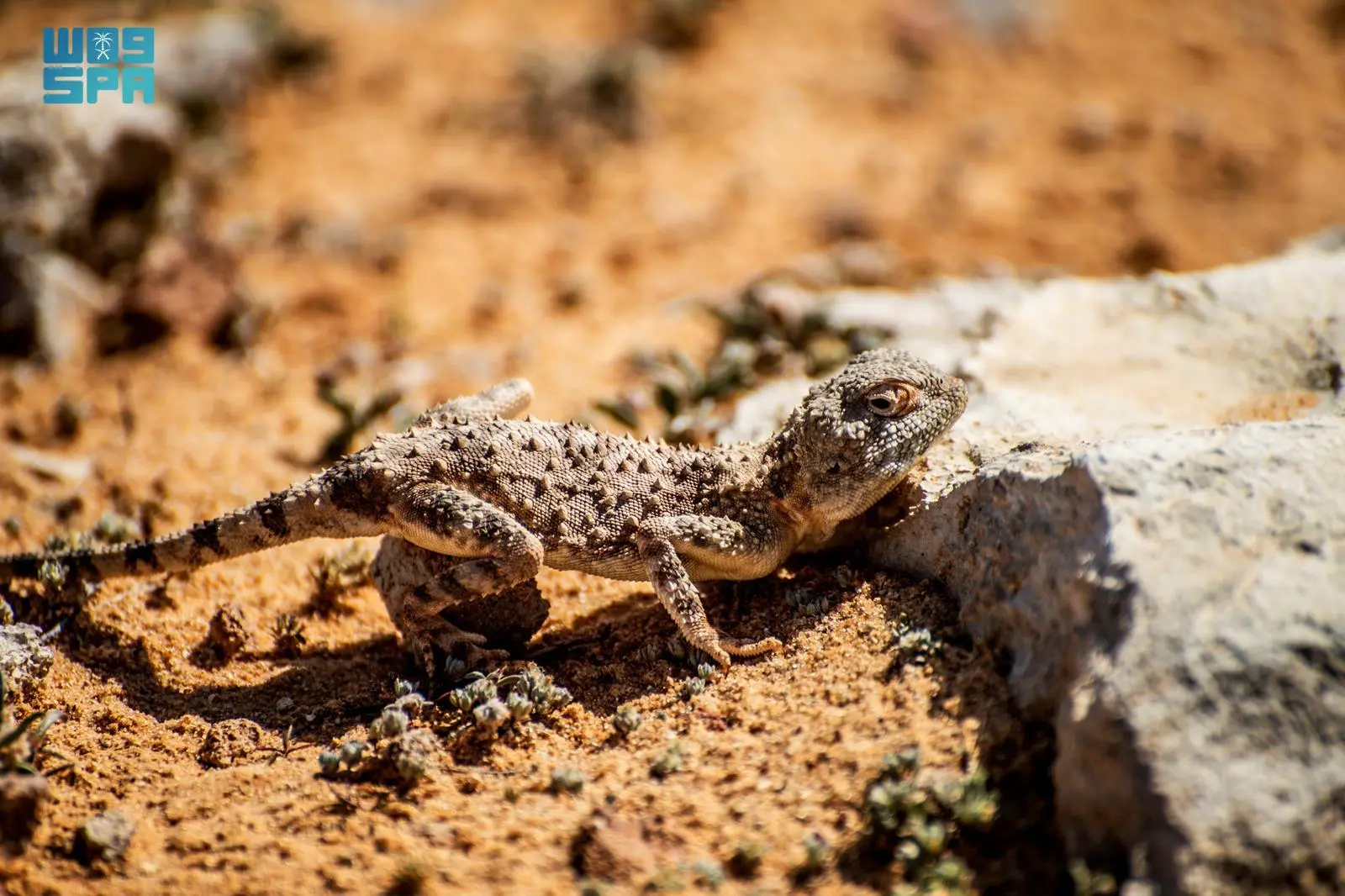 رصد الضب الشاحب بالشمالية يكشف تنوعاً بيئياً فريداً للمنطقة