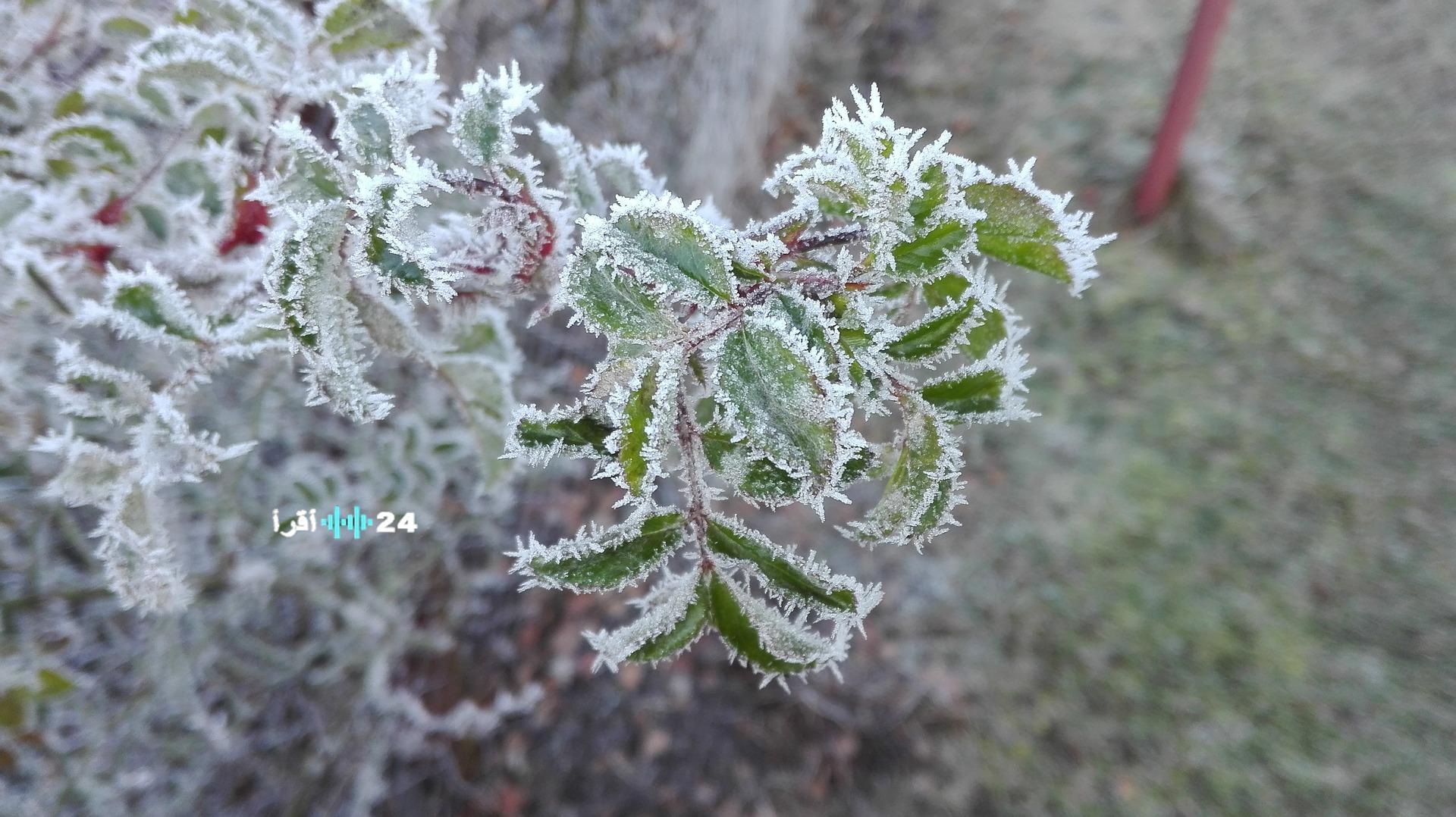 الأرصاد تحذر من استمرار الأجواء الباردة والصقيع والضباب حتى الأربعاء المقبل