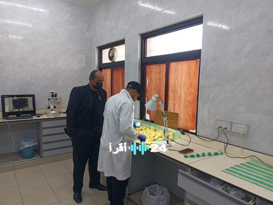 فحص 452 شحنة من الخضار والفواكه المستوردة في العقبة وإعادة 13 منها لعدم مطابقتها