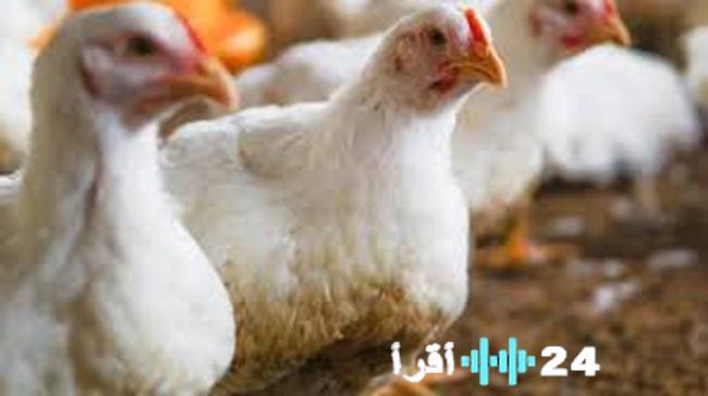 تداعيات الفيضانات في نابل تؤدي إلى انخفاض إنتاج الدواجن بنسبة 30%