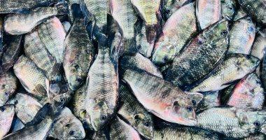 أسعار السمك في القليوبية اليوم الاثنين 2 مارس 2026 وتفاصيل سعر البلطي بالسوق