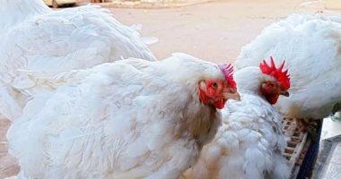 أسعار الفراخ البيضاء والدواجن البلدية في أسواق الأقصر تبدأ من 100 جنيه