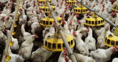 أسعار الدواجن في كفر الشيخ تتضاعف وتصبح 100 جنيه للكيلو الأربعاء 18 مارس 2026