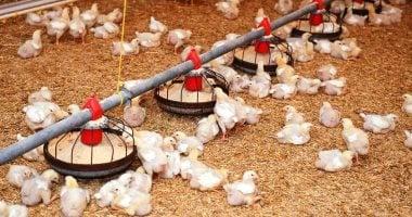 أسعار كيلو الفراخ والدواجن في كفر الشيخ تستقر بشكل ملحوظ مع بداية الأسبوع