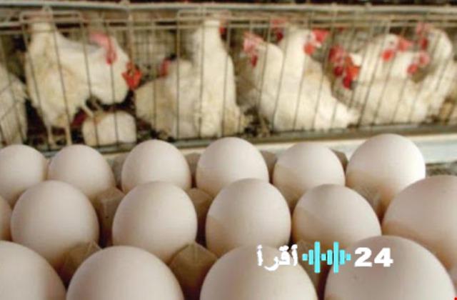 وزارة الزراعة تعتمد توصيات فورية لتنظيم أسعار الدجاج وبيض المائدة