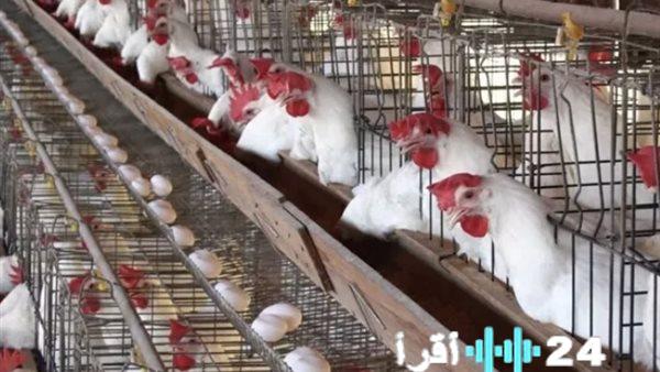 أسعار الدواجن اليوم الجمعة في الأسواق والبورصة وتوقعات سعر كيلو الفراخ البيضاء