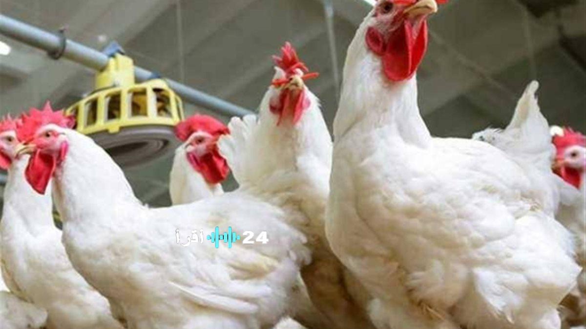 أسعار الدواجن في الأسواق صباح اليوم الأحد 1 مارس 2026