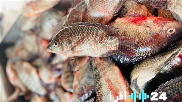 أسعار السمك في الأسواق المصرية اليوم الأربعاء 4 مارس 2026