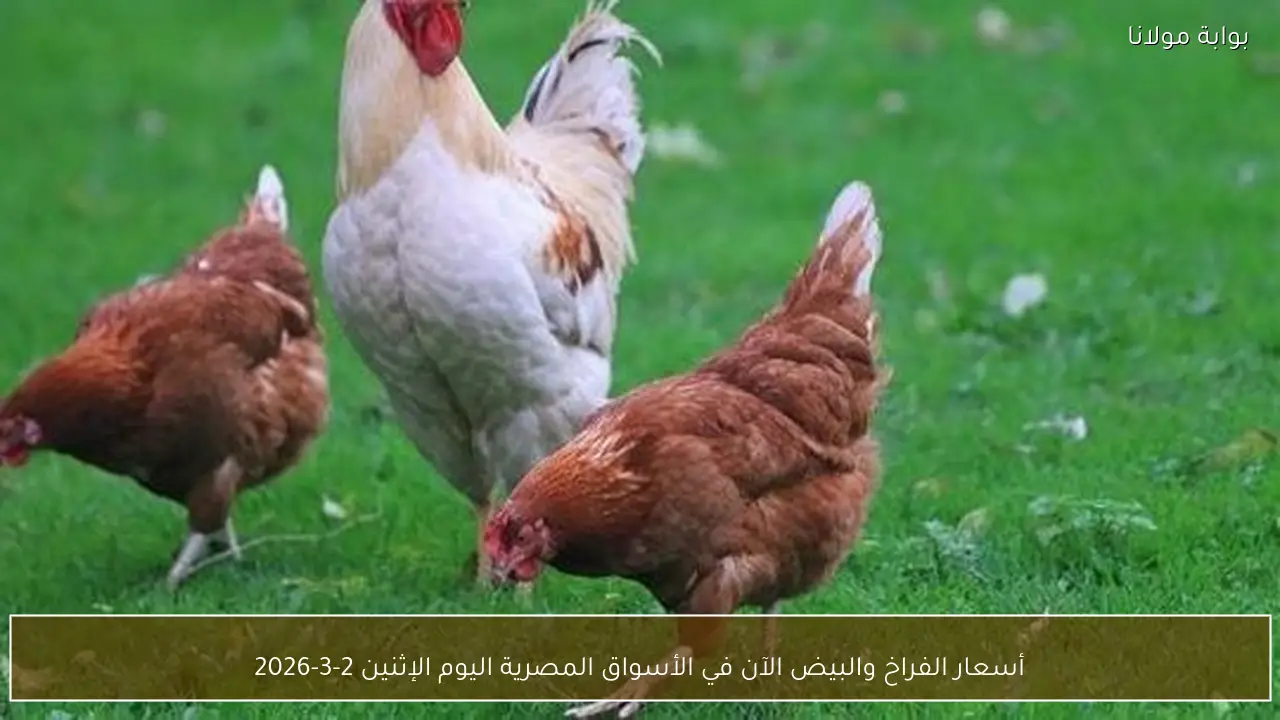 «نبض الشارع الاقتصادي» الكشف عن أحدث أرقام الدواجن وبيض المائدة في أسواق مصر صباح الاثنين 2 مارس 2026