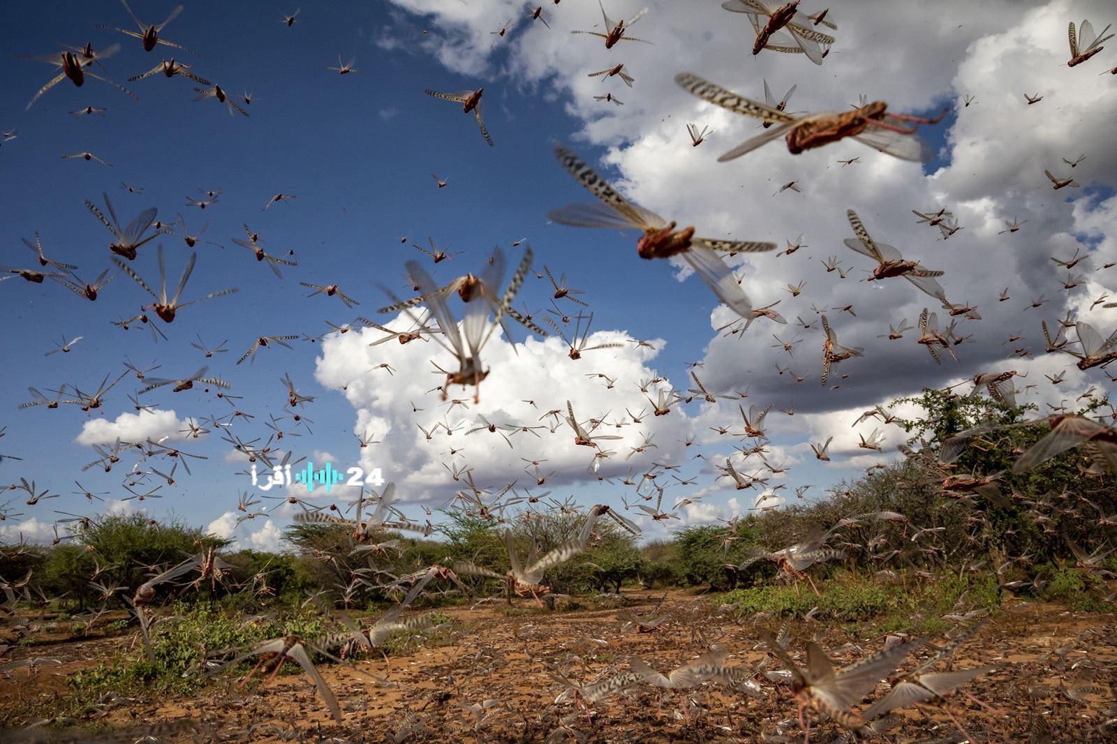 تدابير وقائية لمراقبة ومكافحة انتشار الجراد في ولايتي الشروق أونلاين