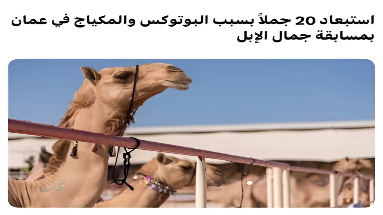 سلطنة عمان تستبعد 20 جملًا من مسابقة جمال الإبل بسبب عمليات التجميل