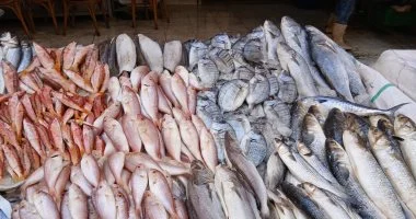 ارتفاع أسعار الأسماك في أسواق مطروح ووصول سعر البوري إلى 170 جنيهاً