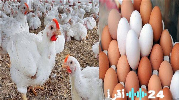 ارتفاع جديد في أسعار الدواجن والبيض في الأسواق خلال صباح يوم السبت 14 مارس