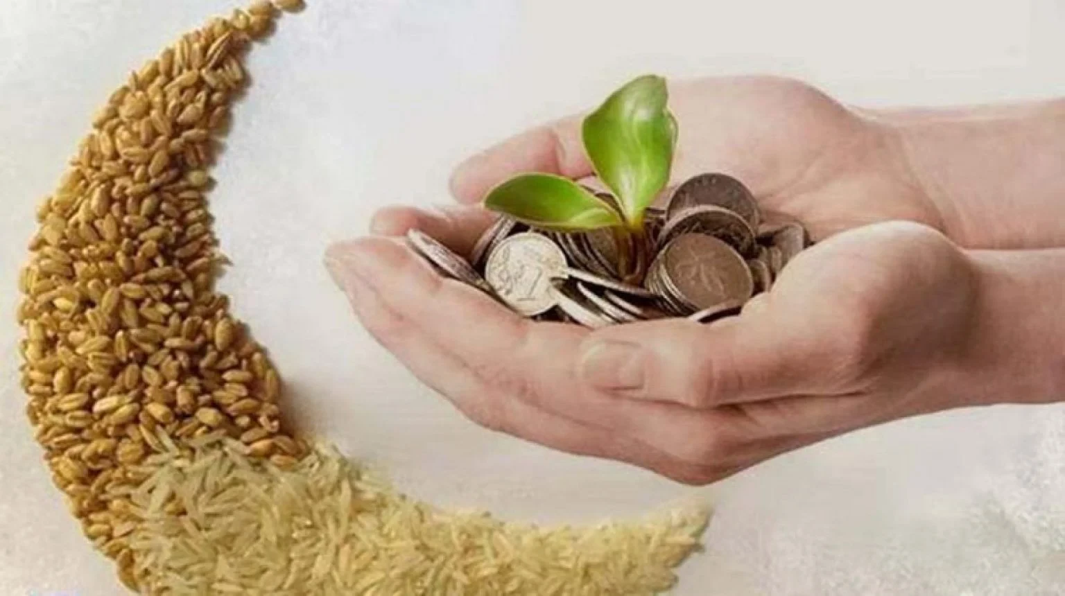 مقدار زكاة عيد الفطر في مصر لعام 2026 والمستحقون وآخر موعد للإخراج