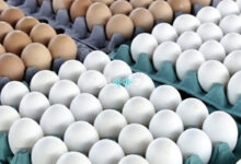 تحرك حكومي عاجل للسيطرة على ارتفاع اسعار البيض في العراق بعد شكاوى واسعة من المواطنين