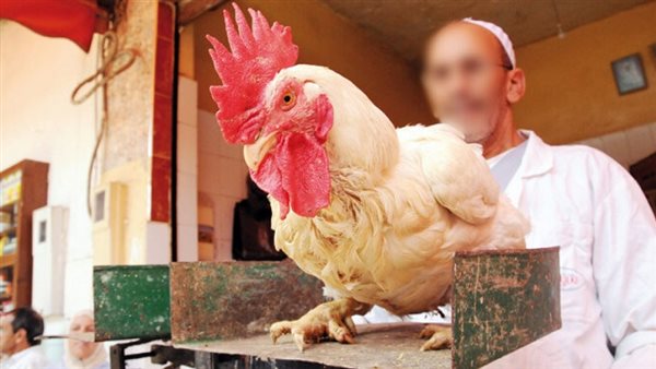 انخفاض أسعار الفراخ البيضاء بسبب عيد الأضحى.. كم كيلو البانيه؟