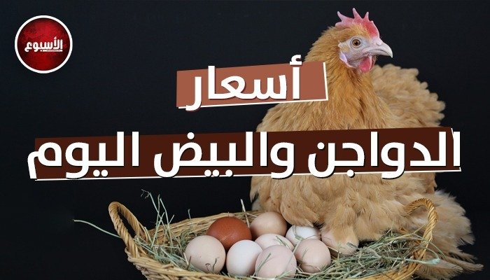 استقرار أسعار الدواجن والبيض اليوم الأربعاء 27 مايو 2026 – الأسبوع